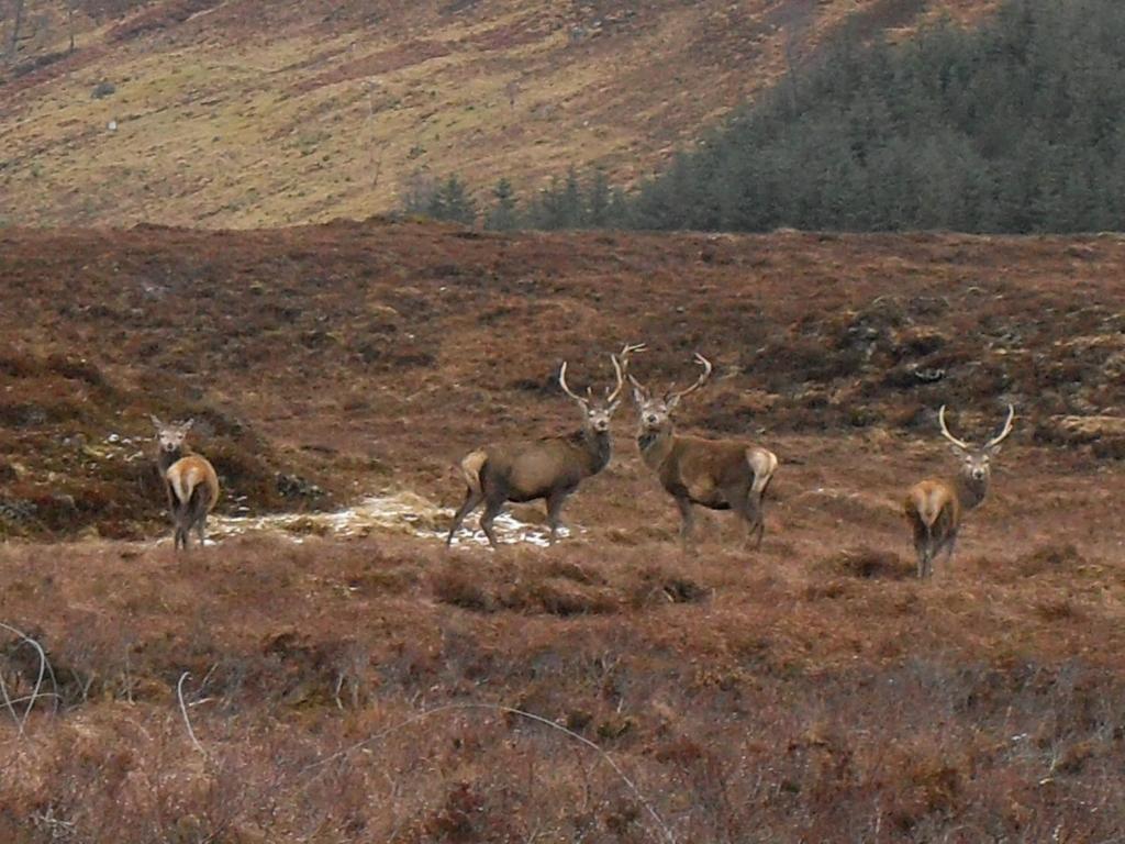Ledgowan Lodge Hotel Achnasheen Eksteriør billede